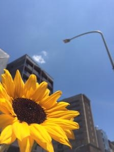 #梅雨の晴れ間～♪｜「花留」　（京都府京都市下京区の花キューピット加盟店 花屋）のブログ